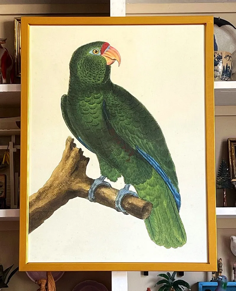 'Green Parrots’ -per piece