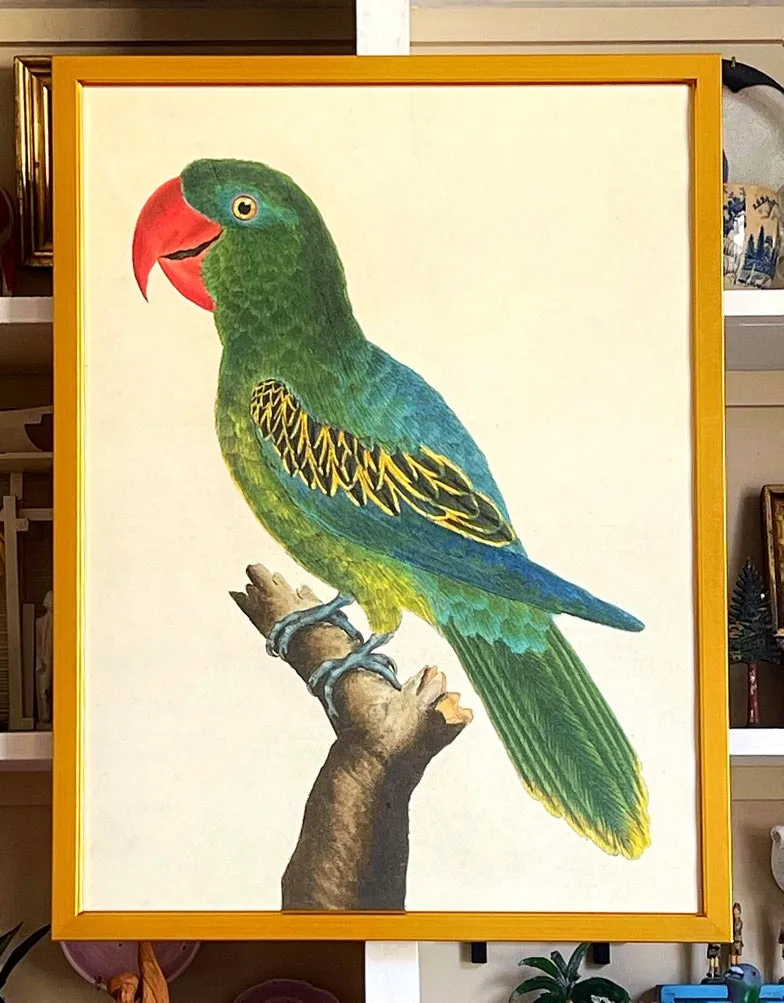 'Green Parrots’ -per piece