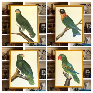 'Green Parrots’ -per piece