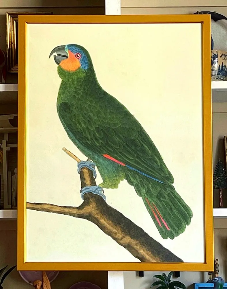 'Green Parrots’ -per piece