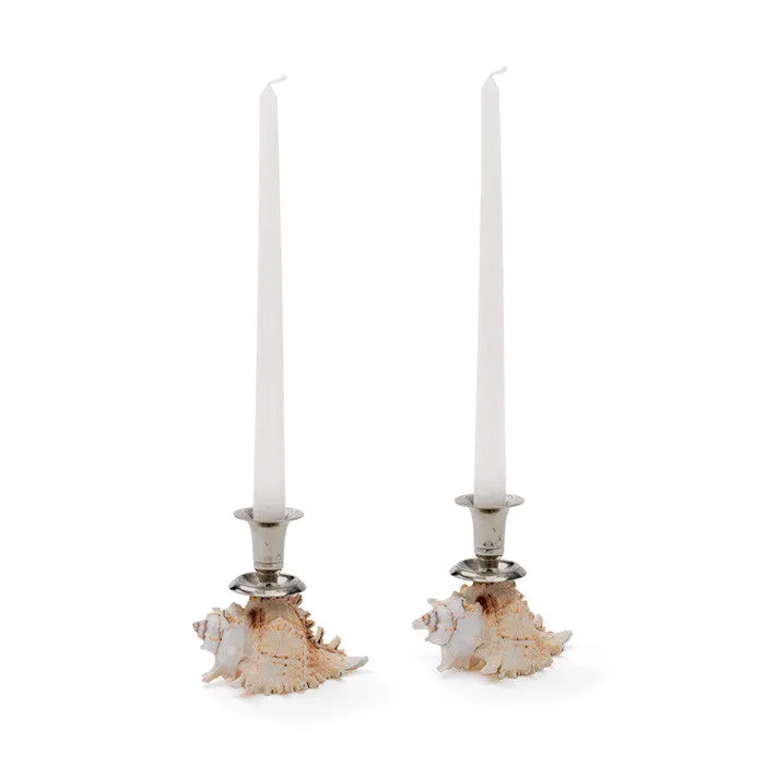 Pair Of Shell Based Candleholder